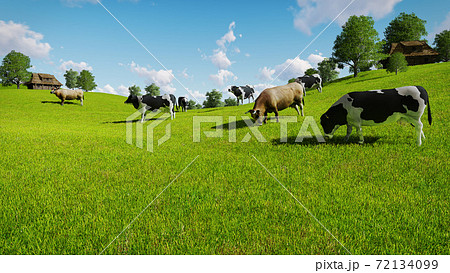 Herd of cows graze on green meadows at spring day 72134099