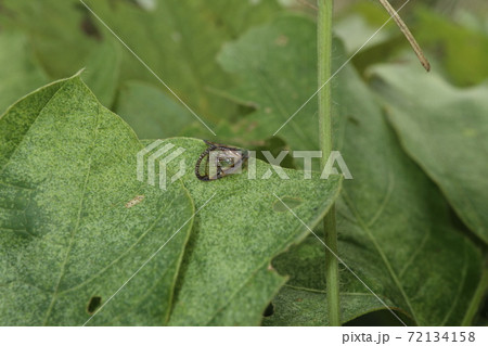 スケバハゴロモ 72134158