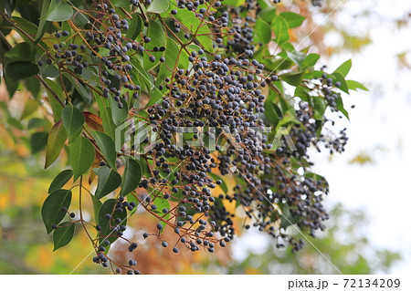 ネズミモチの実 72134209