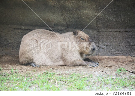 カピバラ 72134301