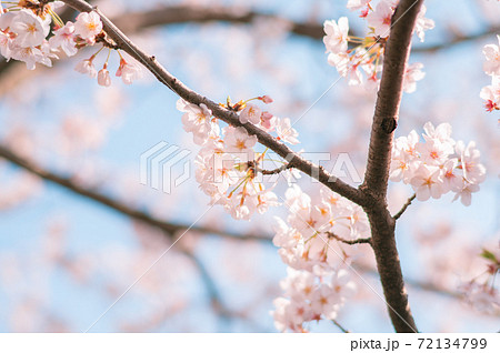 桜と青空 72134799