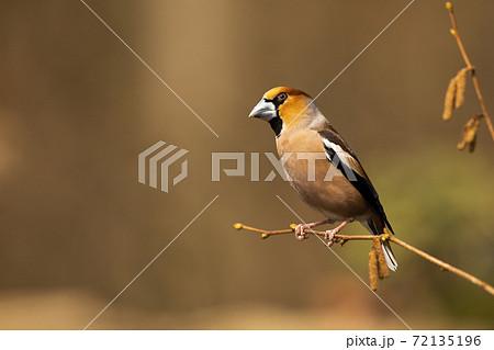 Colourful hawfinch sitting on the blooming hazel twig on sunny spring day 72135196
