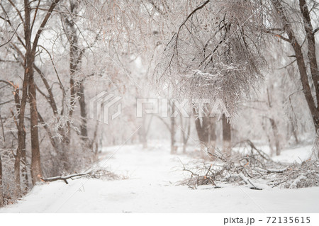 Beautiful winter forest after heavy first snow Beautiful winter forest after heavy first snow 72135615