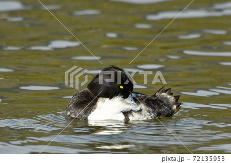 キンクロハジロ 72135953