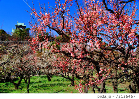 大阪城公園（大阪府）に咲く梅の花＜八重唐梅（ヤエトウバイ）＞ 72136467
