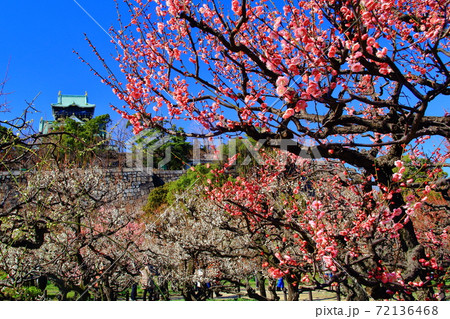 大阪城公園（大阪府）に咲く梅の花＜八重唐梅（ヤエトウバイ）＞ 72136468