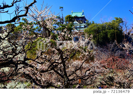 大阪城公園（大阪府）に咲く梅の花＜満月＞ 72136479