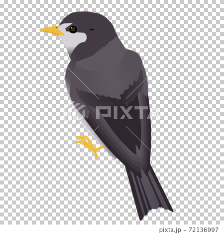 かわいい野鳥ムクドリのベクターイラストのイラスト素材