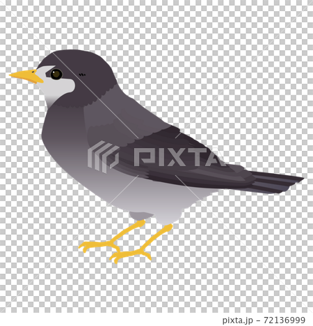 かわいい野鳥ムクドリのベクターイラスト 72136999
