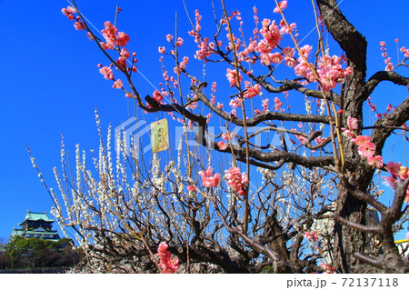 大阪城公園（大阪府）に咲く梅の花＜八重野梅（ヤエノバイ）＆道知辺（みちしるべ）＞ 72137118