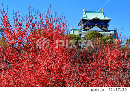 大阪城公園(大阪府)に咲く梅の花<鹿児島紅(かごしまこう)> 大阪城公園(大阪府)に咲く梅の花<鹿児島紅(かごしまこう)> 72137139