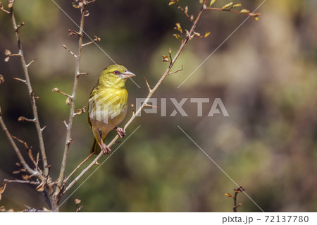 Village weaver in Kruger National park, South Africa Village weaver in Kruger National park, South Africa 72137780