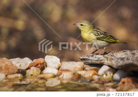 Village weaver in Kruger National park, South Africa 72137817