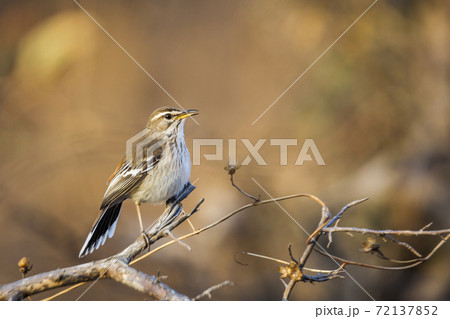 Red backed Scrub Robin in Kruger National park, South Africa 72137852