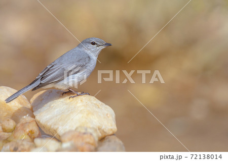 Ashy Flycatcher in Kruger National park, South Africain Kruger National park, South Africa 72138014