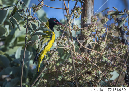 African Black headed Oriole in Kruger National park, South Africa African Black headed Oriole in Kruger National park, South Africa 72138020