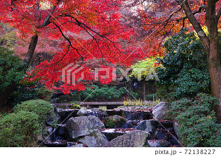西山公園 嚮陽庭園 もみじ 紅葉 西山公園 嚮陽庭園 もみじ 紅葉 72138227