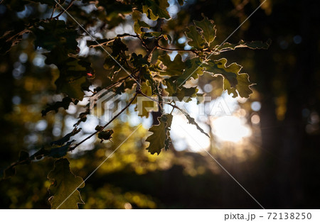 The magic of the summer forest at sunset. The magic of the summer forest at sunset. 72138250