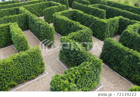 Labyrinth maze garden. Build from the tree forming a wall in the park. 72139222