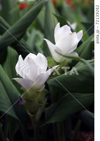 White Siam Tulip on the Nursery plants. Curcuma alismatifolia or summer tulip is a tropical plant White Siam Tulip on the Nursery plants. Curcuma alismatifolia or summer tulip is a tropical plant 72139262