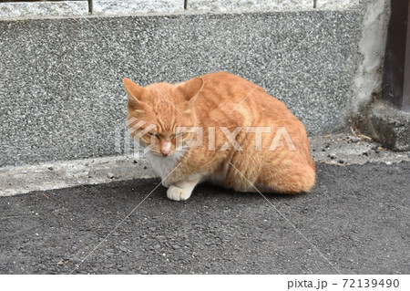猫 猫 72139490