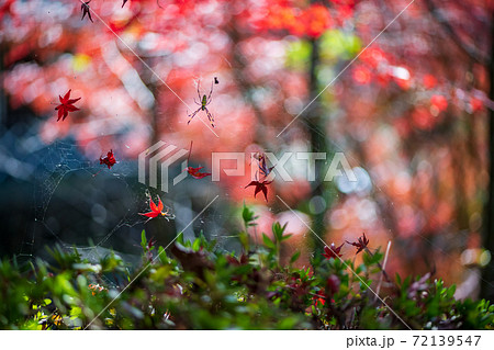 菊池神社の色付いた赤モミジと青モミジの紅葉が美しい 菊池神社の色付いた赤モミジと青モミジの紅葉が美しい 72139547