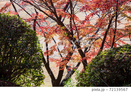 菊池神社の色付いた赤モミジと青モミジの紅葉が美しい 菊池神社の色付いた赤モミジと青モミジの紅葉が美しい 72139567