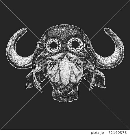 Portrait of buffalo, bison, bull, cow. Aviator leather helmet. Face of animal. Portrait of buffalo, bison, bull, cow. Aviator leather helmet. Face of animal. 72140378