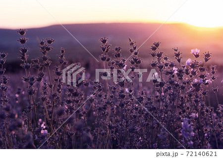 Lavender Field in the summer sunset time 72140621