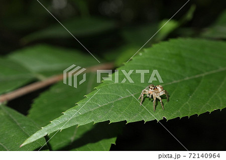 デーニッツハエトリ 72140964