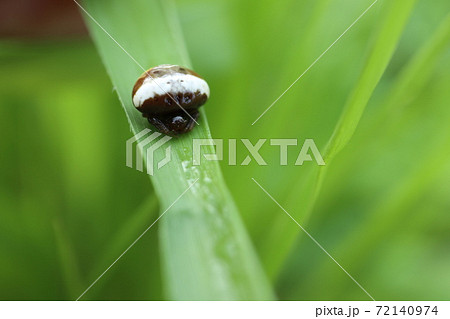 シロオビトリノフンダマシ 72140974