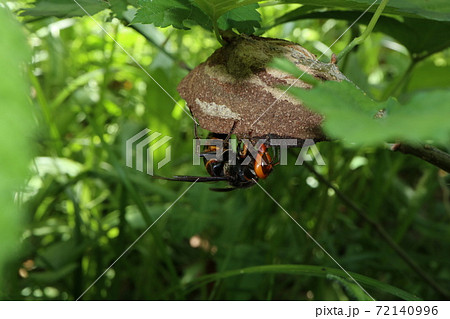 巣を作るコガタスズメバチ女王の写真素材