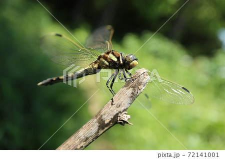 シオカラトンボ シオカラトンボ 72141001