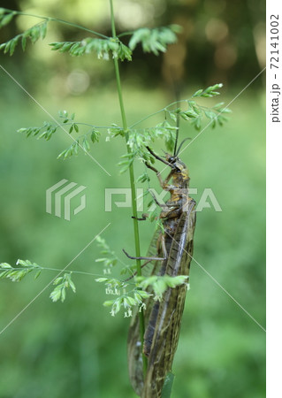 ヤマトクロスジヘビトンボ ヤマトクロスジヘビトンボ 72141002