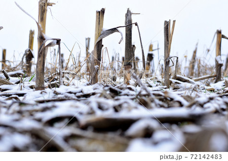 Close up of corn stubble and first snow. 72142483