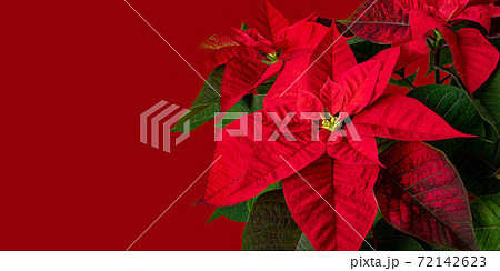 Poinsettia or euphorbia pulcherrima plant flowers on the red background 72142623