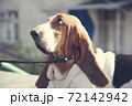 dog sitting on the ground 72142942