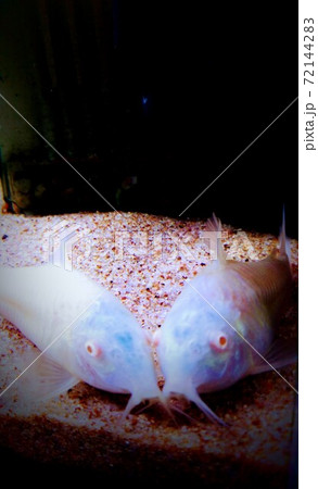 カップルの青い顔した魚 72144283