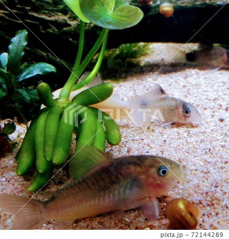 可愛い熱帯魚コリドラスの写真素材