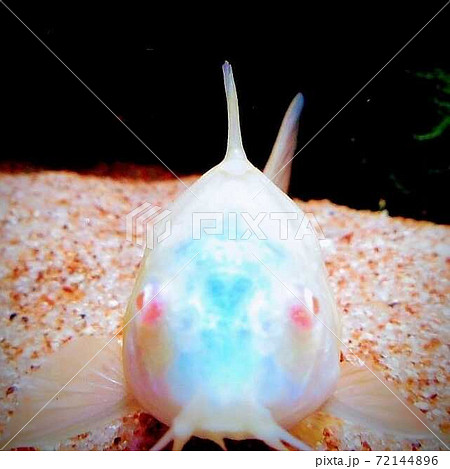 青い顔したコリドラス 72144896