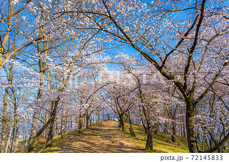 弘法山古墳の桜並木　【長野県】 72145833