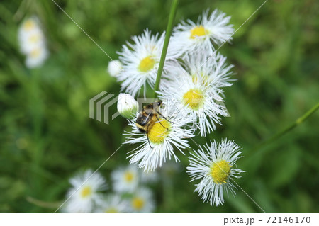 ハルジオンとヒメトラハナムグリ 72146170