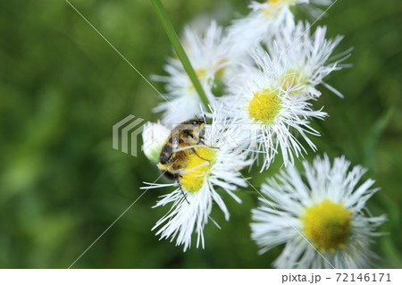 ハルジオンとヒメトラハナムグリ 72146171
