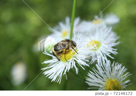 ハルジオンとヒメトラハナムグリ 72146172