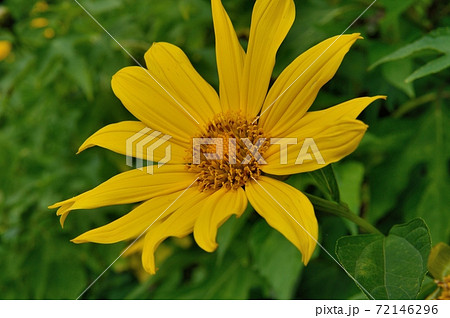 コウテイヒマワリの花 72146296