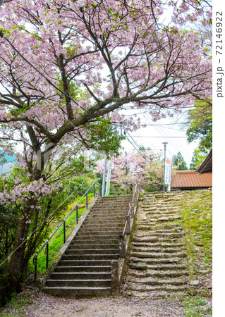 三徳桜　（三徳山） 72146922