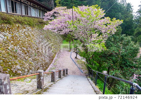 三徳桜 (三徳山) 三徳桜 (三徳山) 72146924