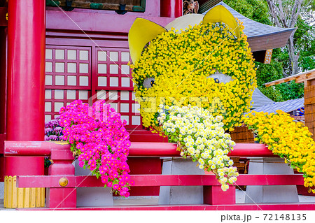 菊花のきつね 72148135