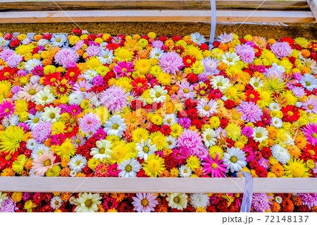 菊花の手水舎 72148137