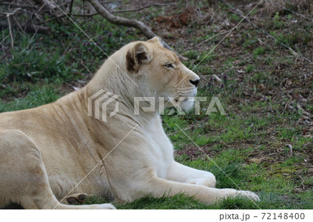 ホワイトライオンの横顔の写真素材